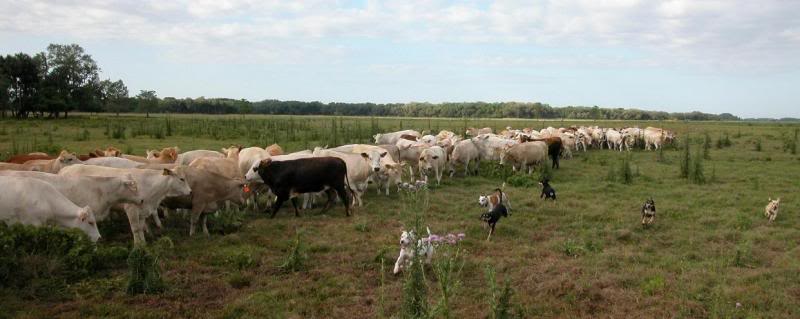 Dogs released to gather herd together unassisted by cow...
