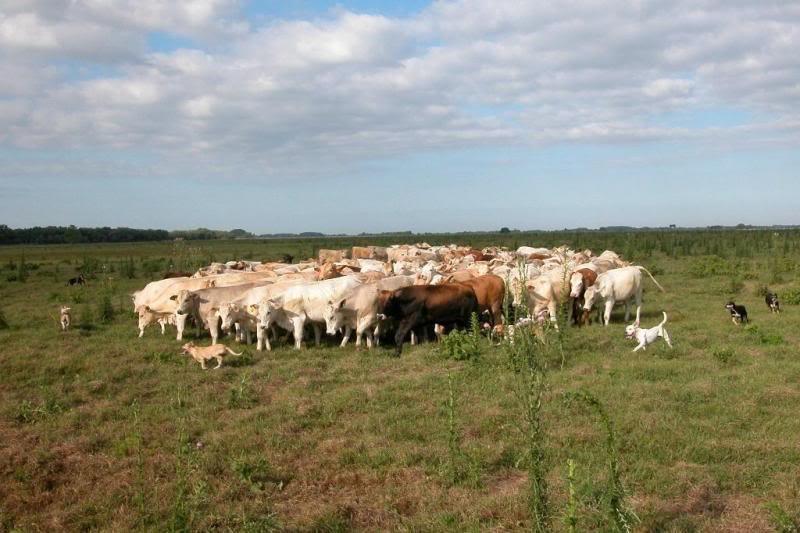For one hour, dogs circle and hold herd in place on thi...