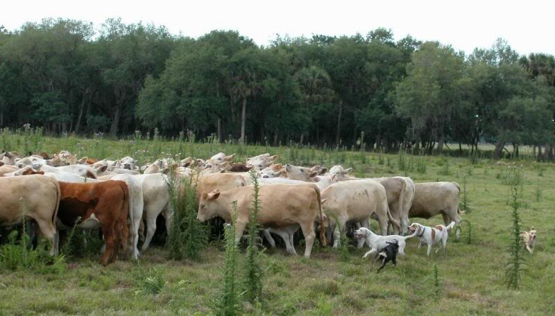 Then instinctively circle and hold herd in place, compl...