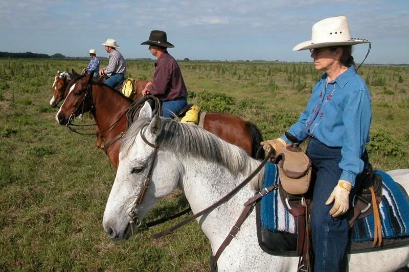 This is training session for the cattle, not the dogs