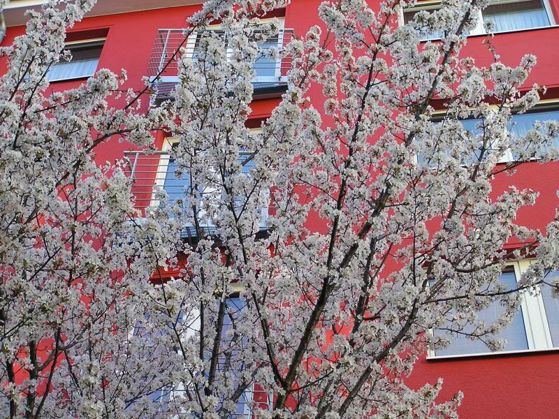 003 Bonn Georgstra�e