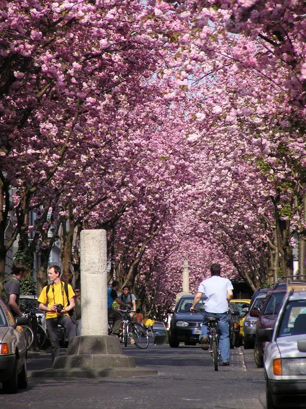 005 Bonn Heerstra�e