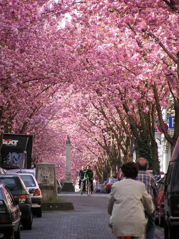 006 Bonn Heerstra�e