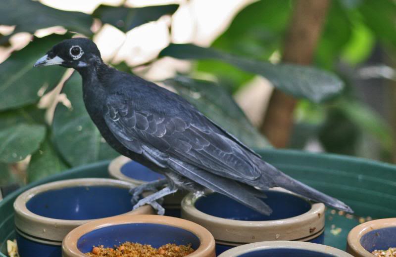 Bare-necked fruit crow (female)