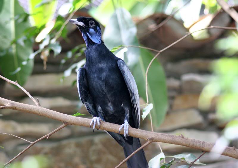 Bare-necked fruit crow (male)