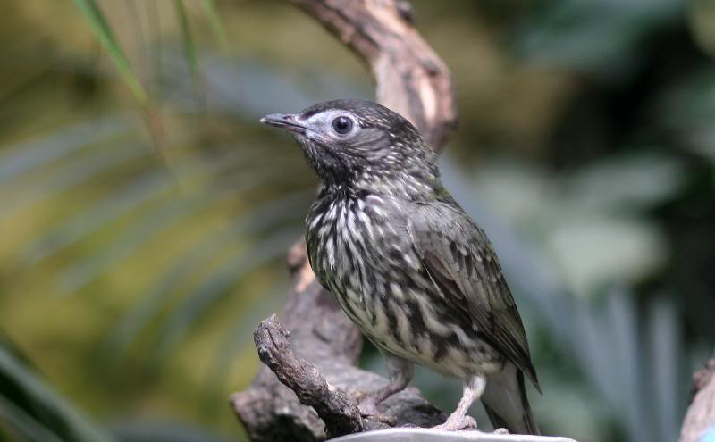 Bare-throated bellbird1