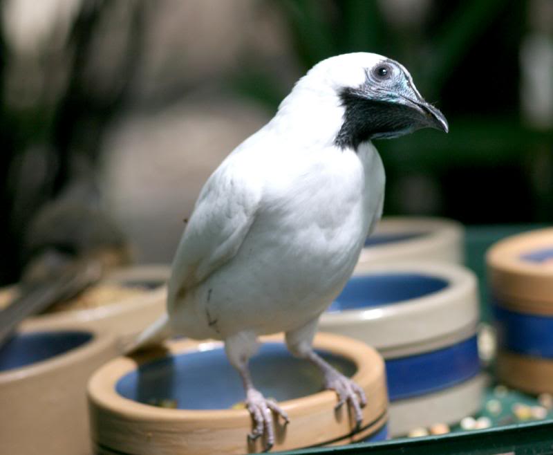 Bare-throated bellbird2