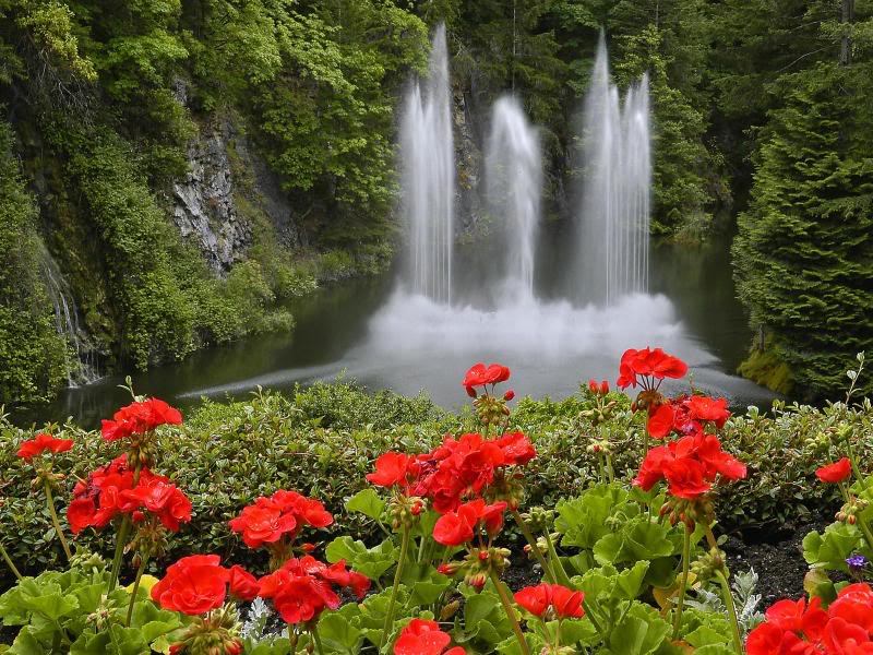 FOUNTAIN WITH GERANIUMS