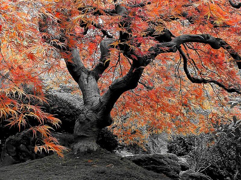 JAPANESE MAPLE