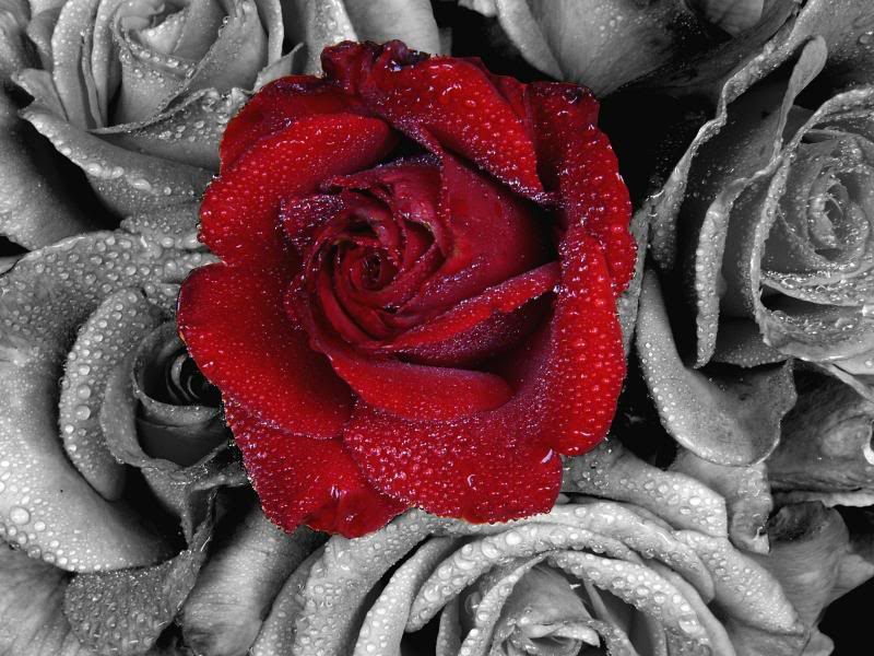 ONE RED ROSE