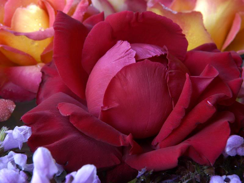 ROSE, Ingrid Bergman