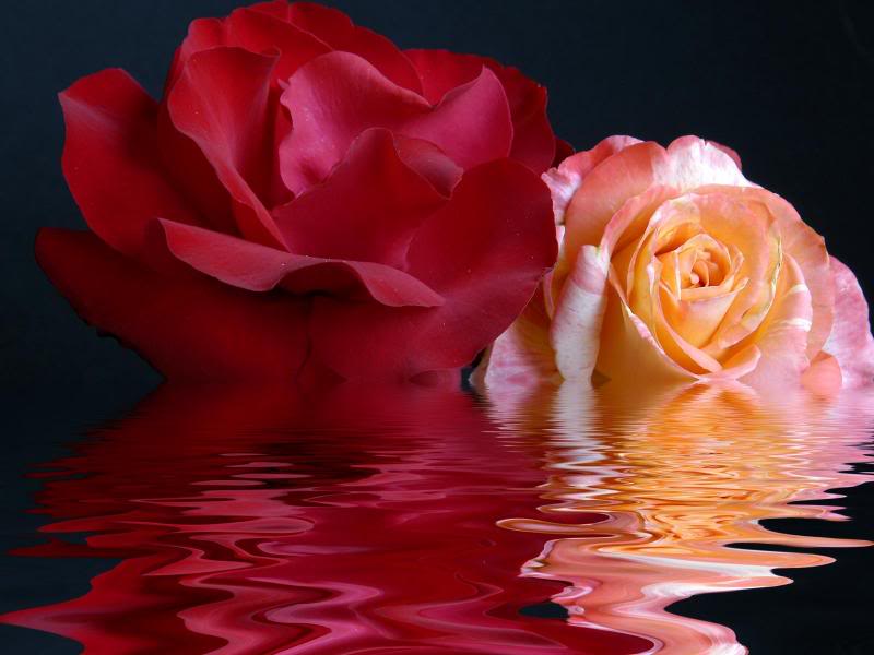 ROSES ON WATER