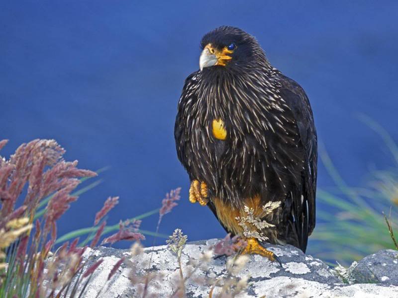 01.Travel Falklands Islands Striated Caracara.