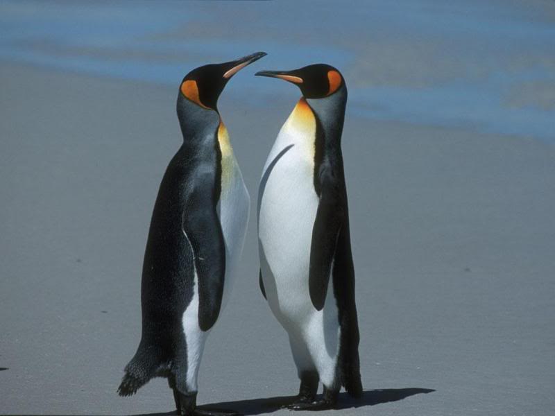 02.Travel Falklands Islands King Penguin