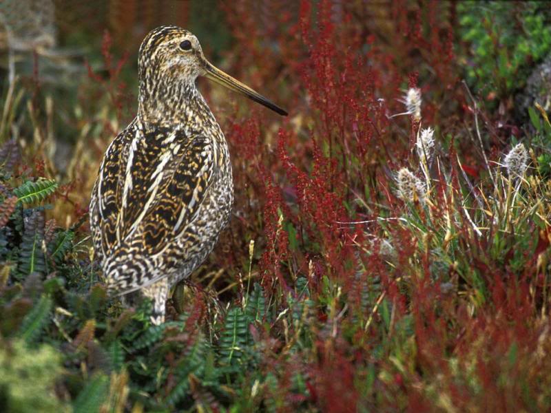 03.Travel Falklands Islands Magellan Snipe.
