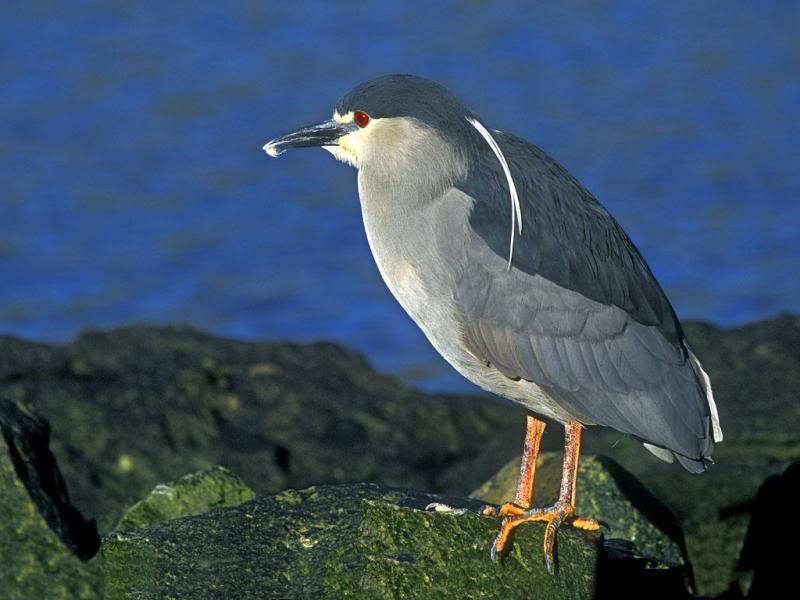 04.Travel Falklands Islands Night Heron.