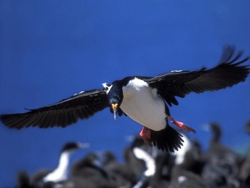 06.Travel Falklands Islands King Cormorant.