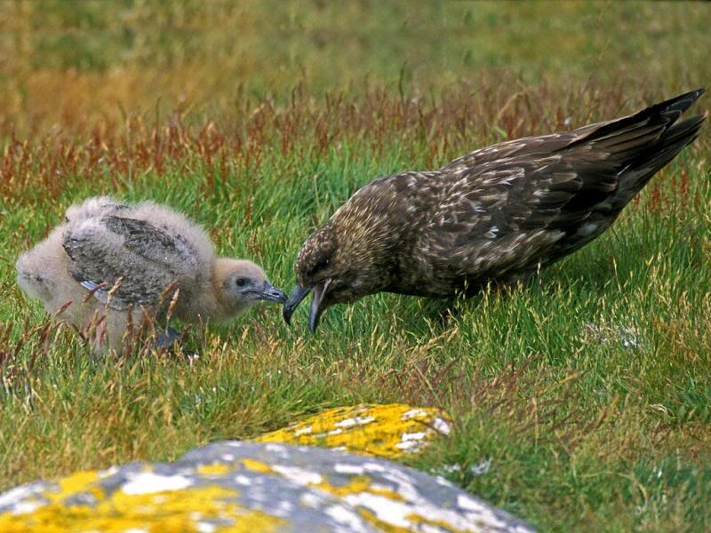 07.Travel Falklands Islands Falkland Skua.