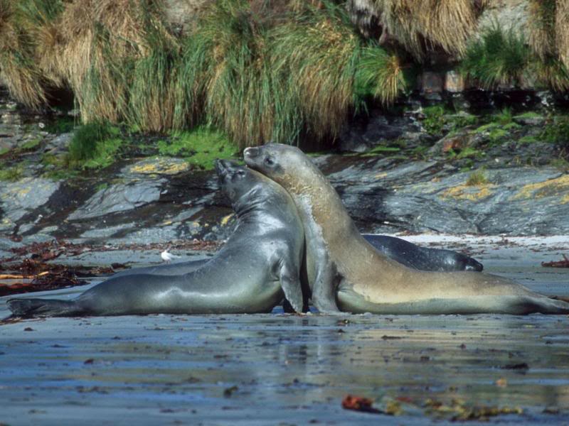08.Travel Falklands Islands Southern Elephant sea.