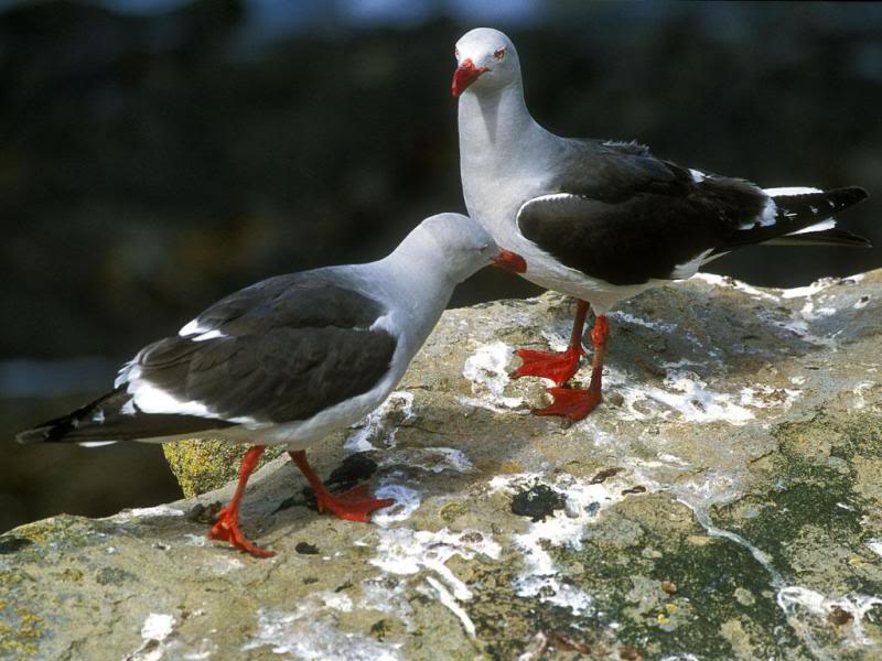 09.Travel Falklands Islands Dolphin Gull