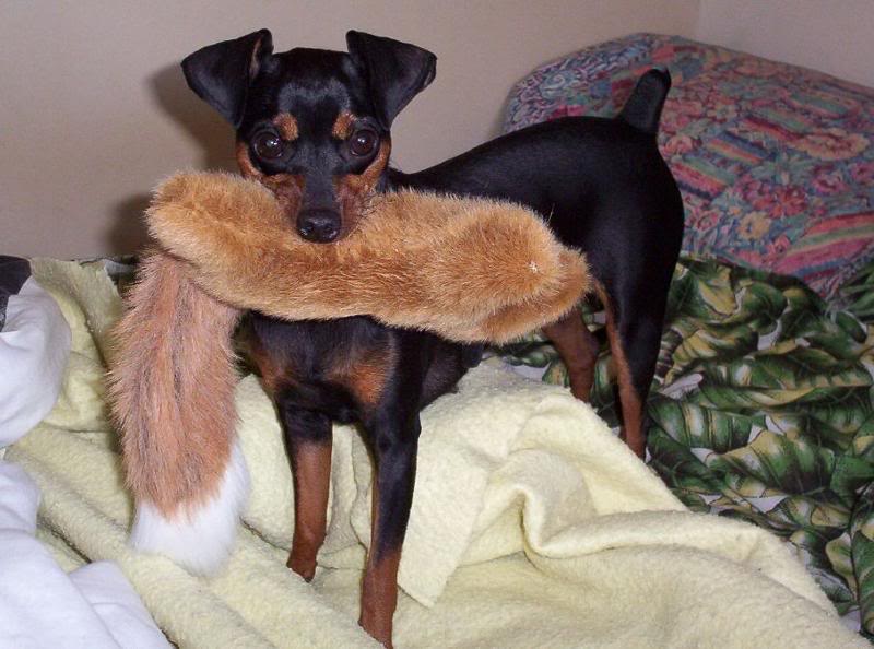 Jesse and her new fox