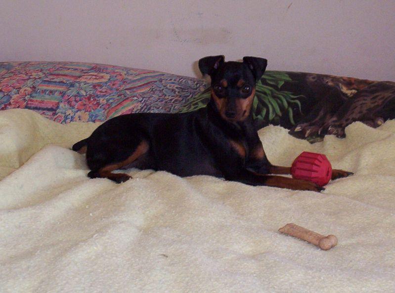 Jesse and small Kong treat ball