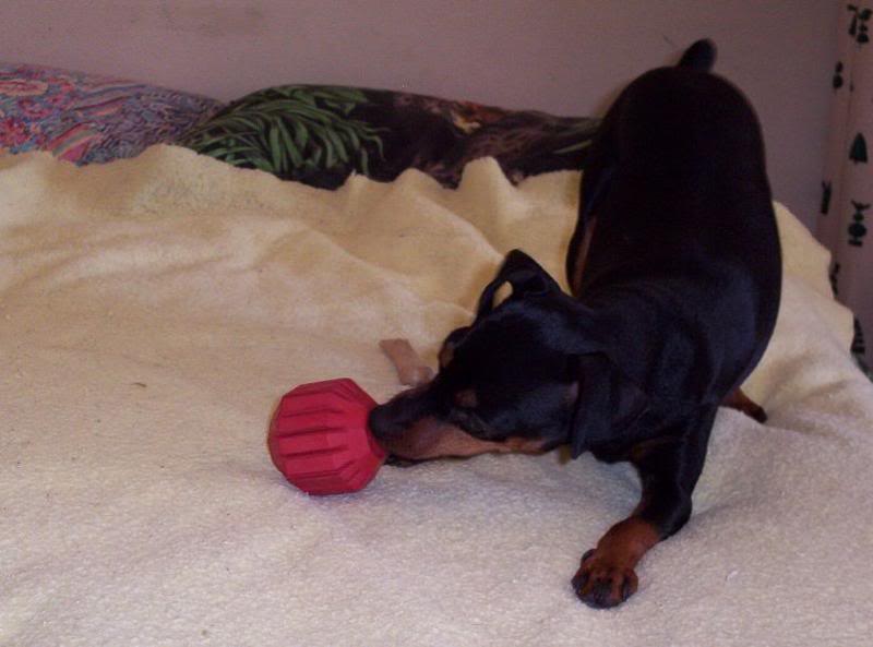 Jesse getting treats from small Kong treat ball