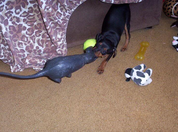 Jesse pulling toy rat back