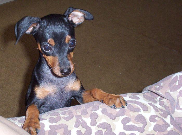 Puppy Jesse trying to climb on chair