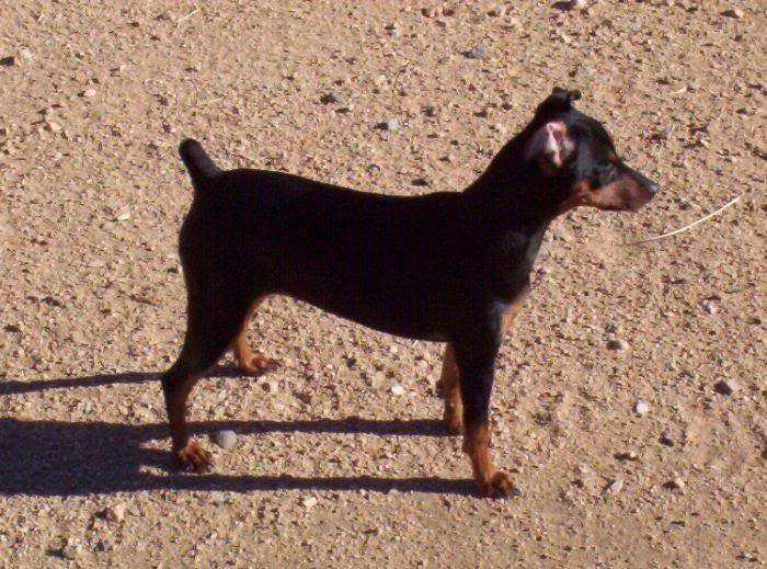 Six month old Jesse 8-24-04