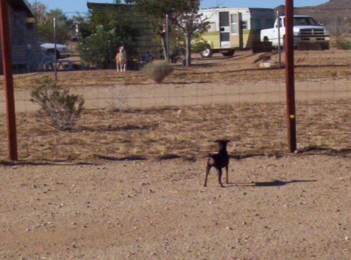 What's the fuss. Just a pit bull!