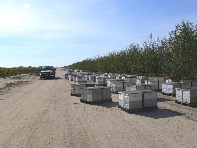 California almond groves Nov06