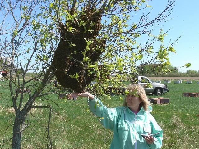 Instant colony. One that didn't get away.