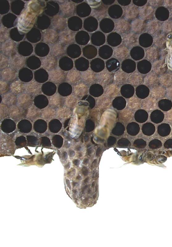 Ripe queen cell