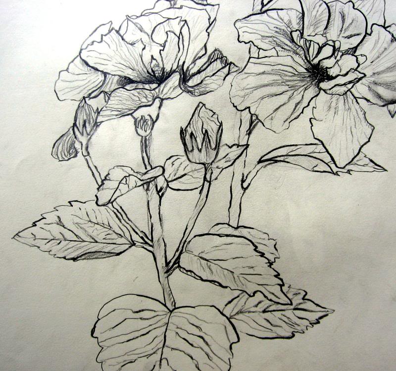 Fleurs (Pencil) Flowers at SMC college