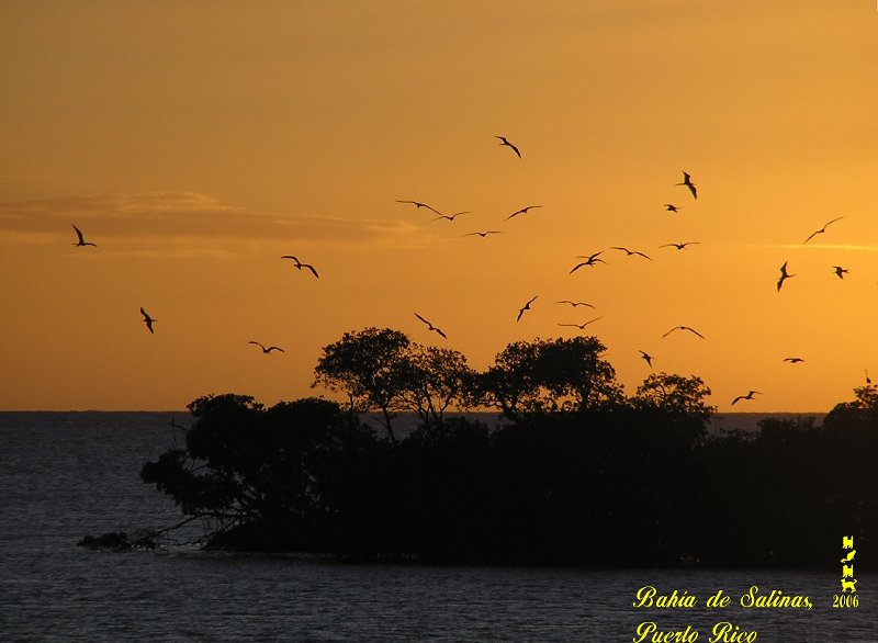 Aves que regresan a dormir