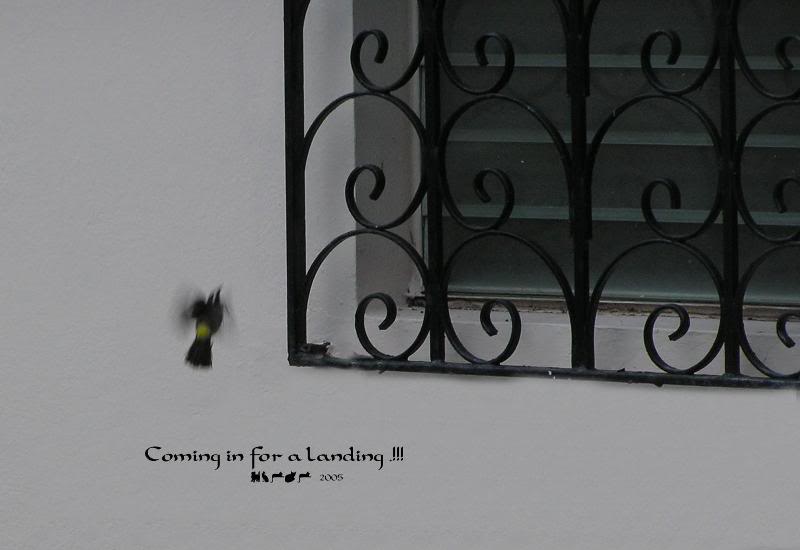 Coming in for a landing.