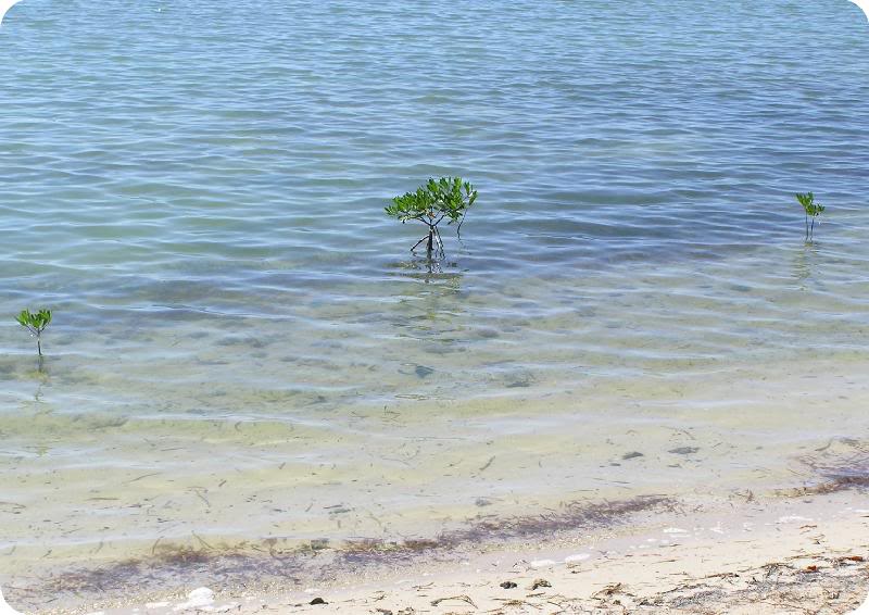 Three little mangroves all in a row ...