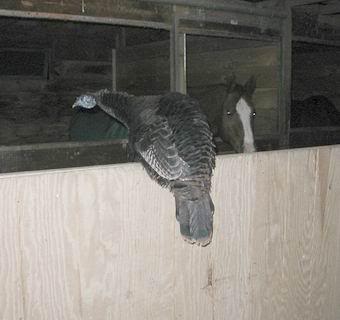 Turkey Nick from ring