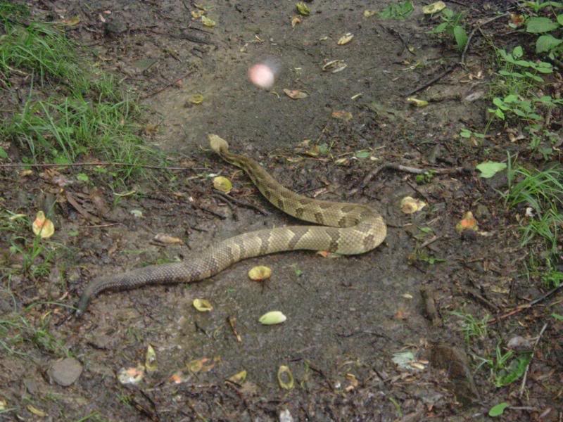 Rattlesnake blocks the path at Milepost 2