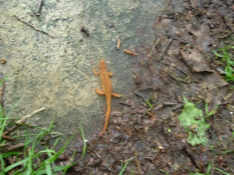 Salamander at Milepost 9