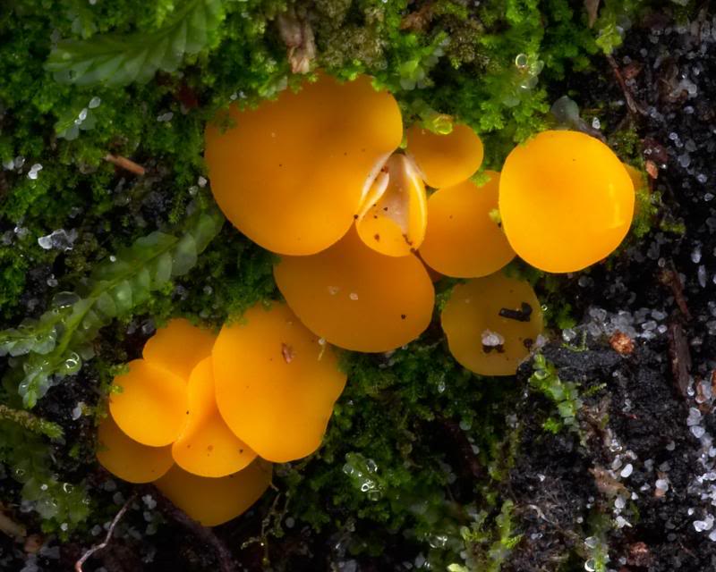 Discinella terrestris