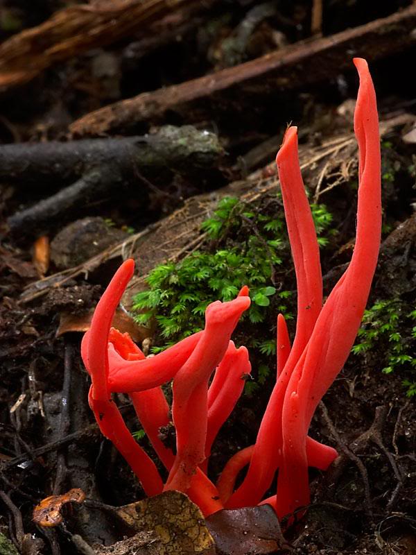 Flame fungus