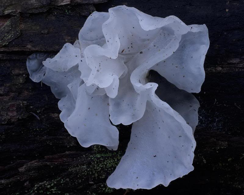 Jelly fungus
