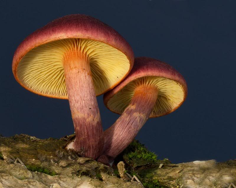 Russula clelandii