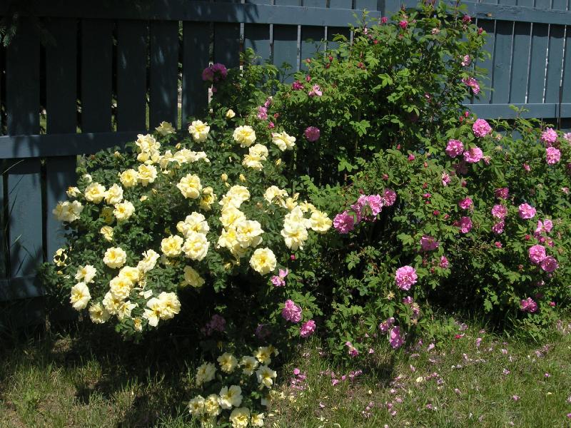 My Yellow & Pink Roses