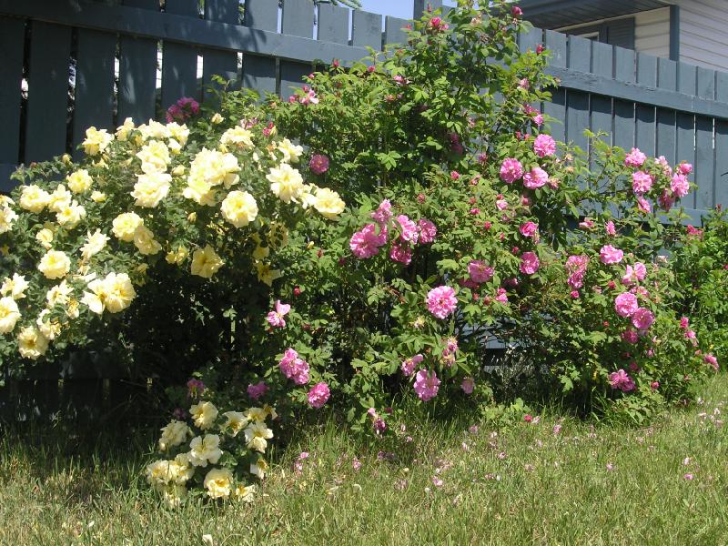 Yellow and Pink roses