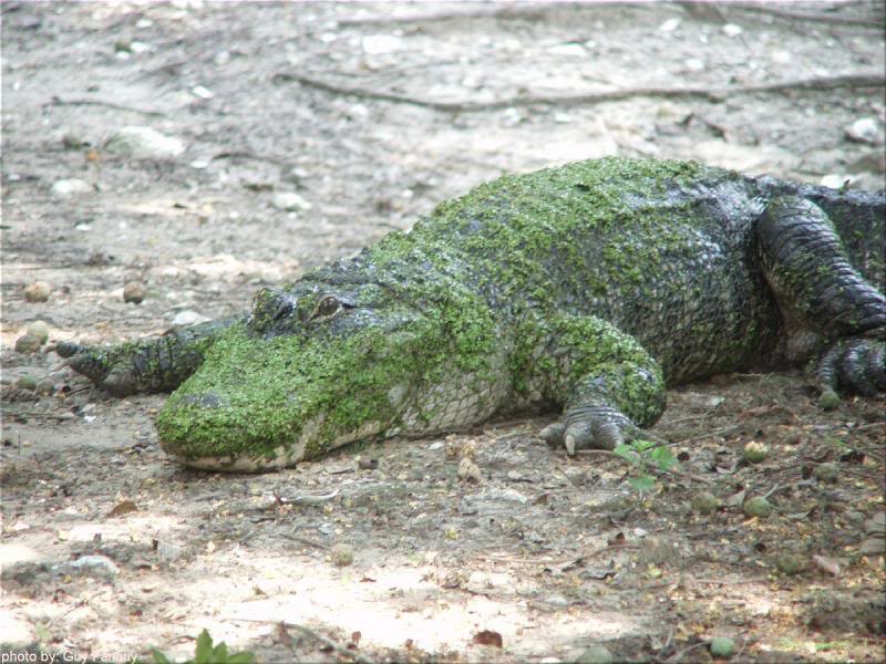 Alligator