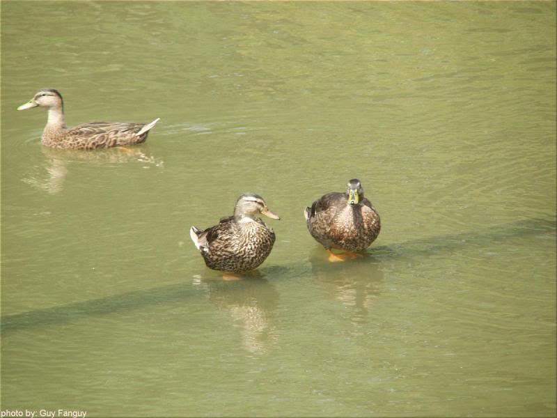 Ducks