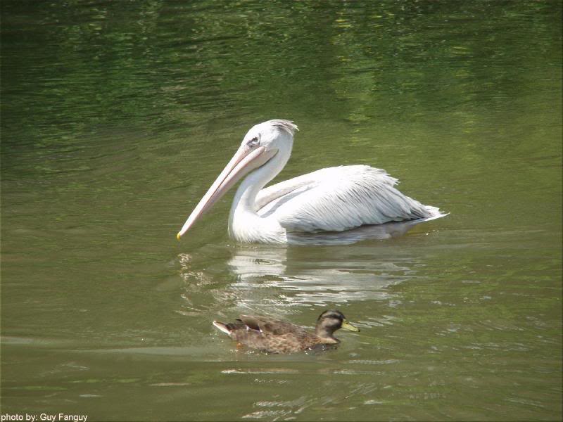 Louisiana Pelican